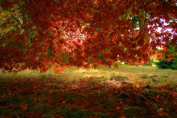 Dawyck RBG 155 edited 1.jpg