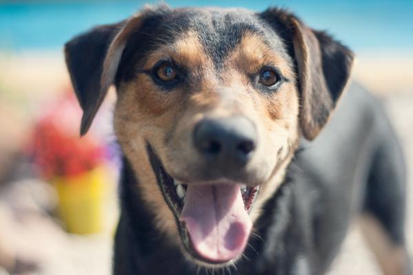 dogs 004 edited 1.jpg