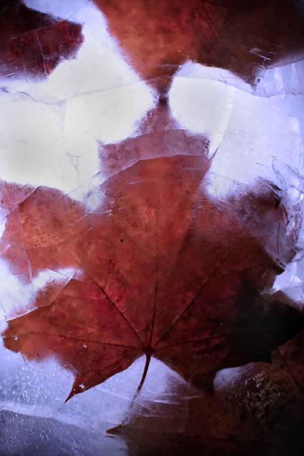 frozen leaves 071107
