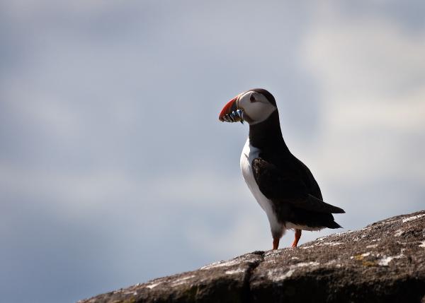 isle of may 138 edited 1.jpg