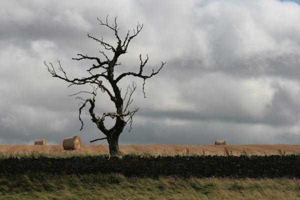 old tree north berwick 250807