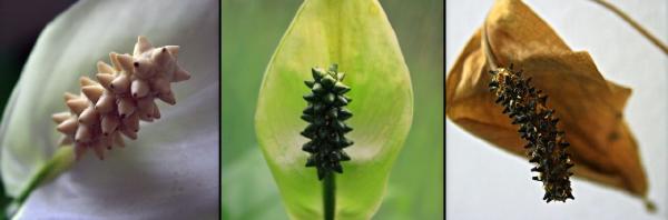 peace lily triptych 290607