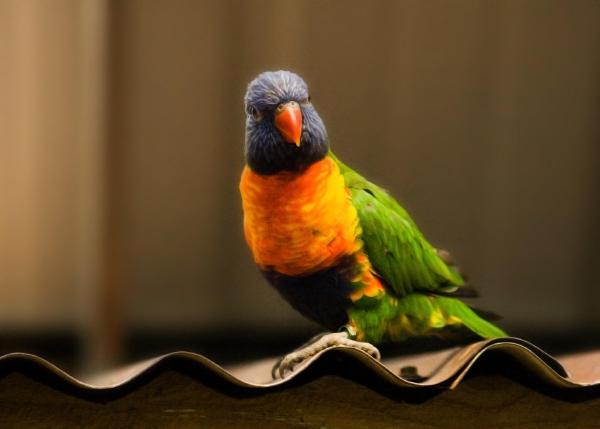 rainbow lorikeet edinburgh zoo 050408