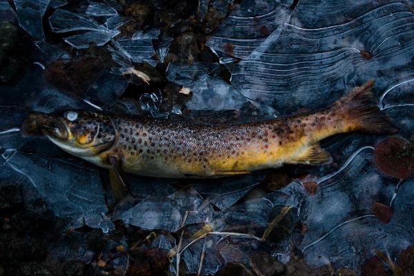 river spey aviemore 251207